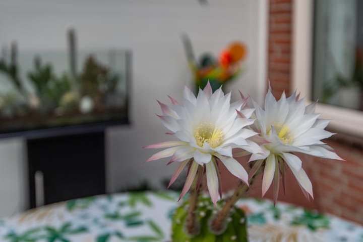 Foto 22 van Lizzy Ansinghstraat 20