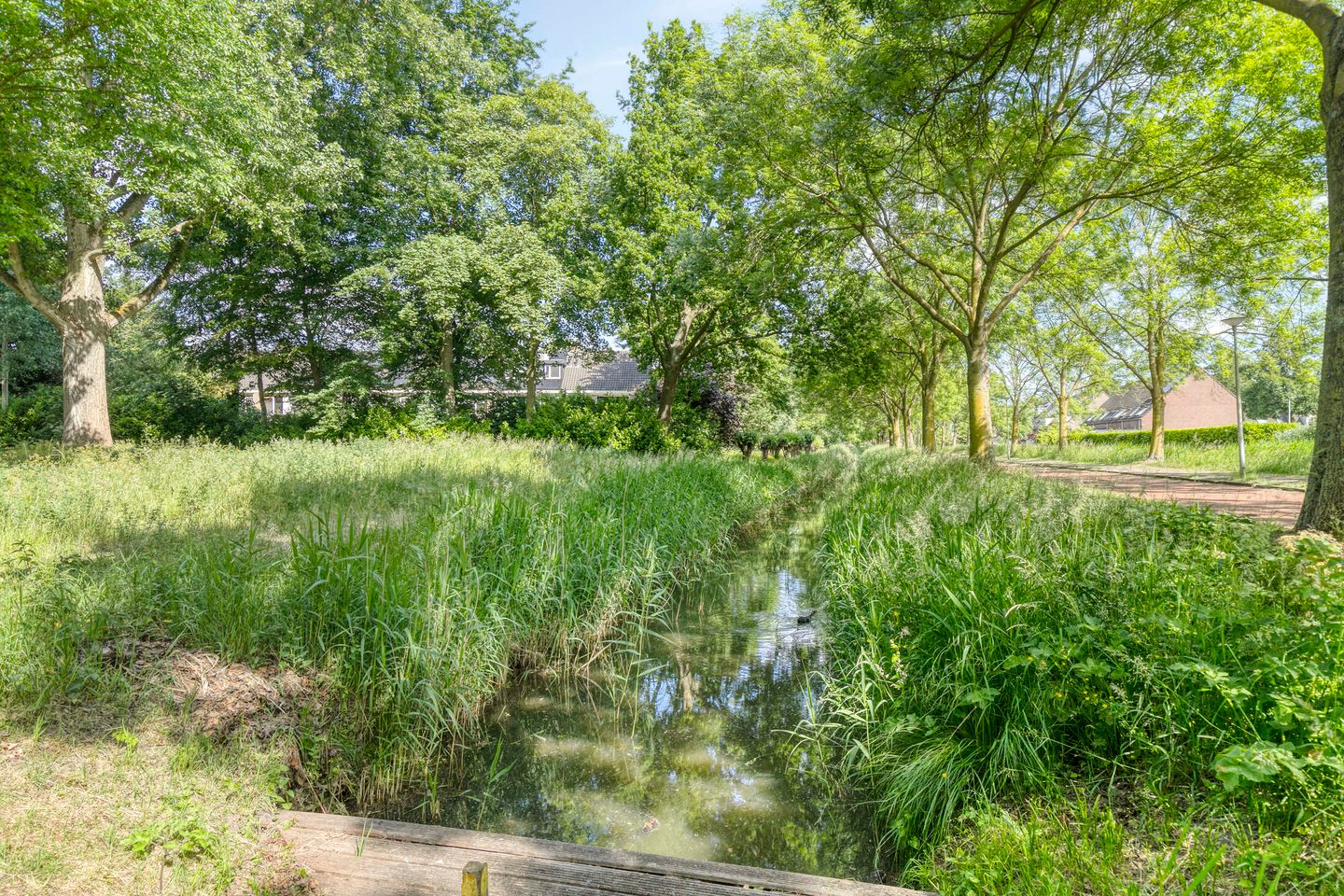 Foto 34 van Stekelbrem 45