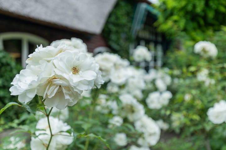 Foto 49 van Weelsedijk 26