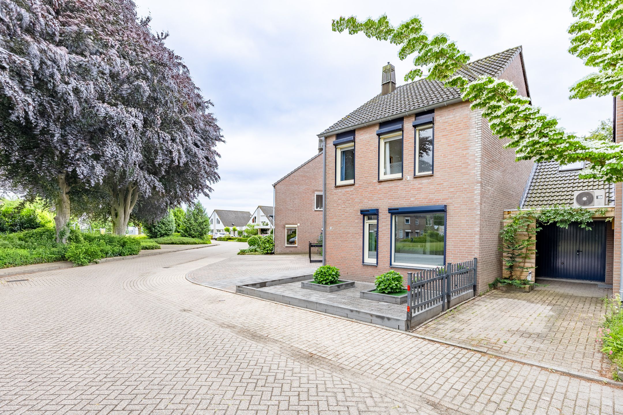 Foto 3 van Kogeldistel 8