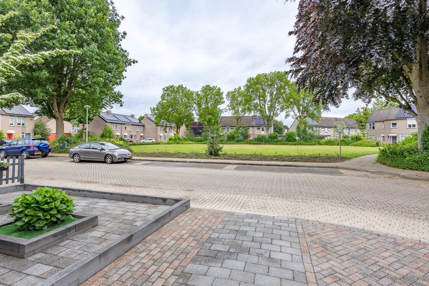 Foto 35 van Kogeldistel 8