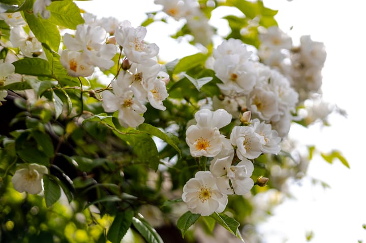 Foto 49 van Damseweg 101