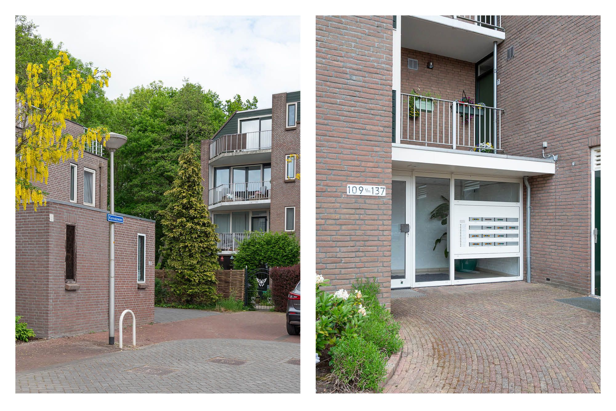 Foto 3 van Koraalzwam 119