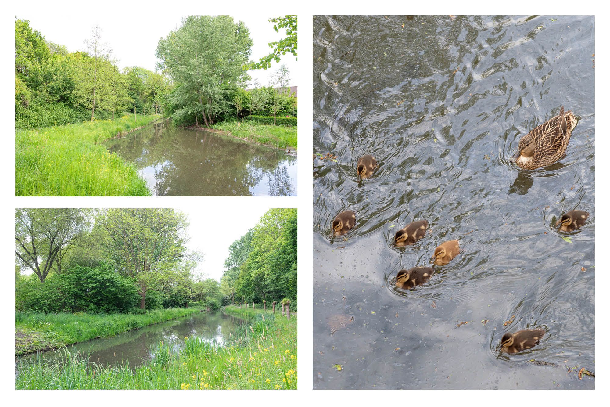 Foto 45 van Koraalzwam 119