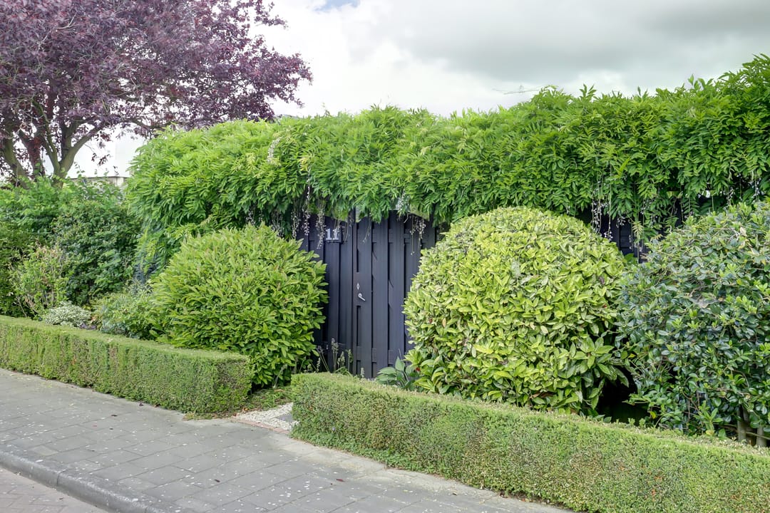 Photo 52 of Burgemeester Nieborgstraat 11