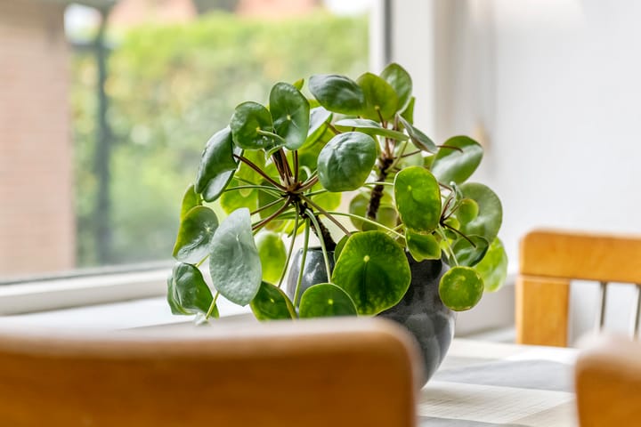 Foto 16 van Julianalaan 2