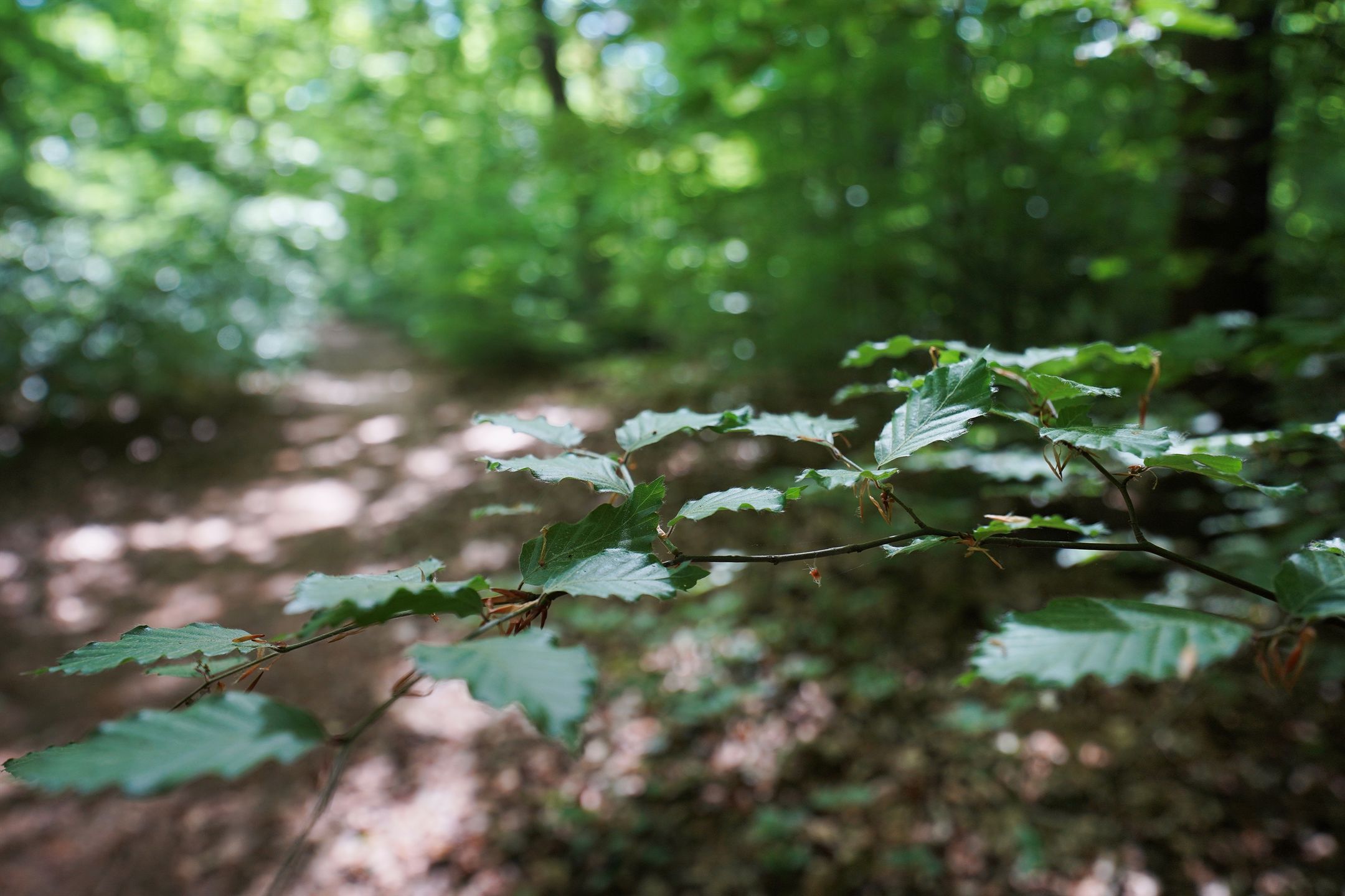 Foto 42 van Schoolweg 52