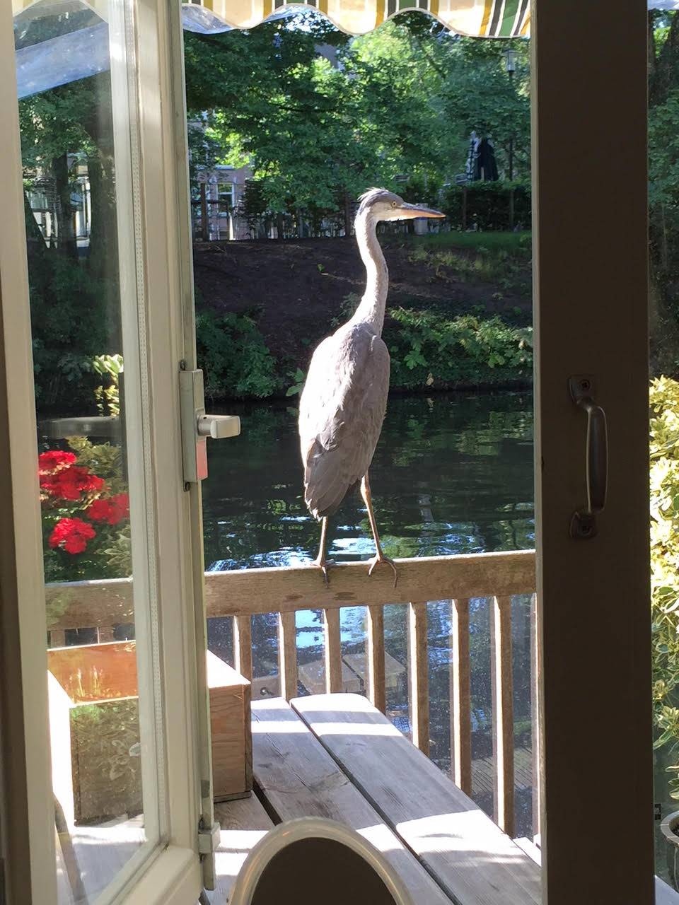 Foto 13 van Hugo de Grootkade 84-W