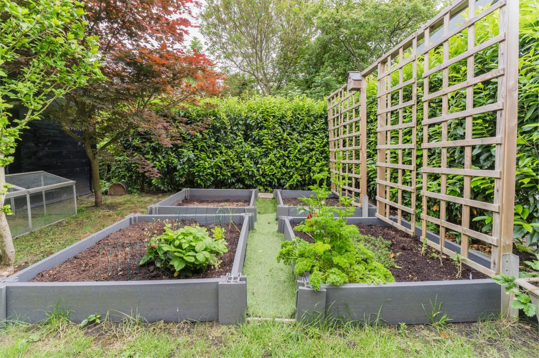 Foto 52 van Witte Klaver 11