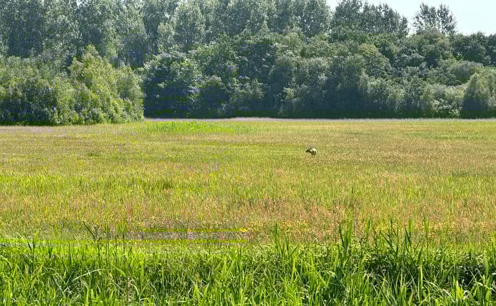 Photo 6 of Robbenoort 70