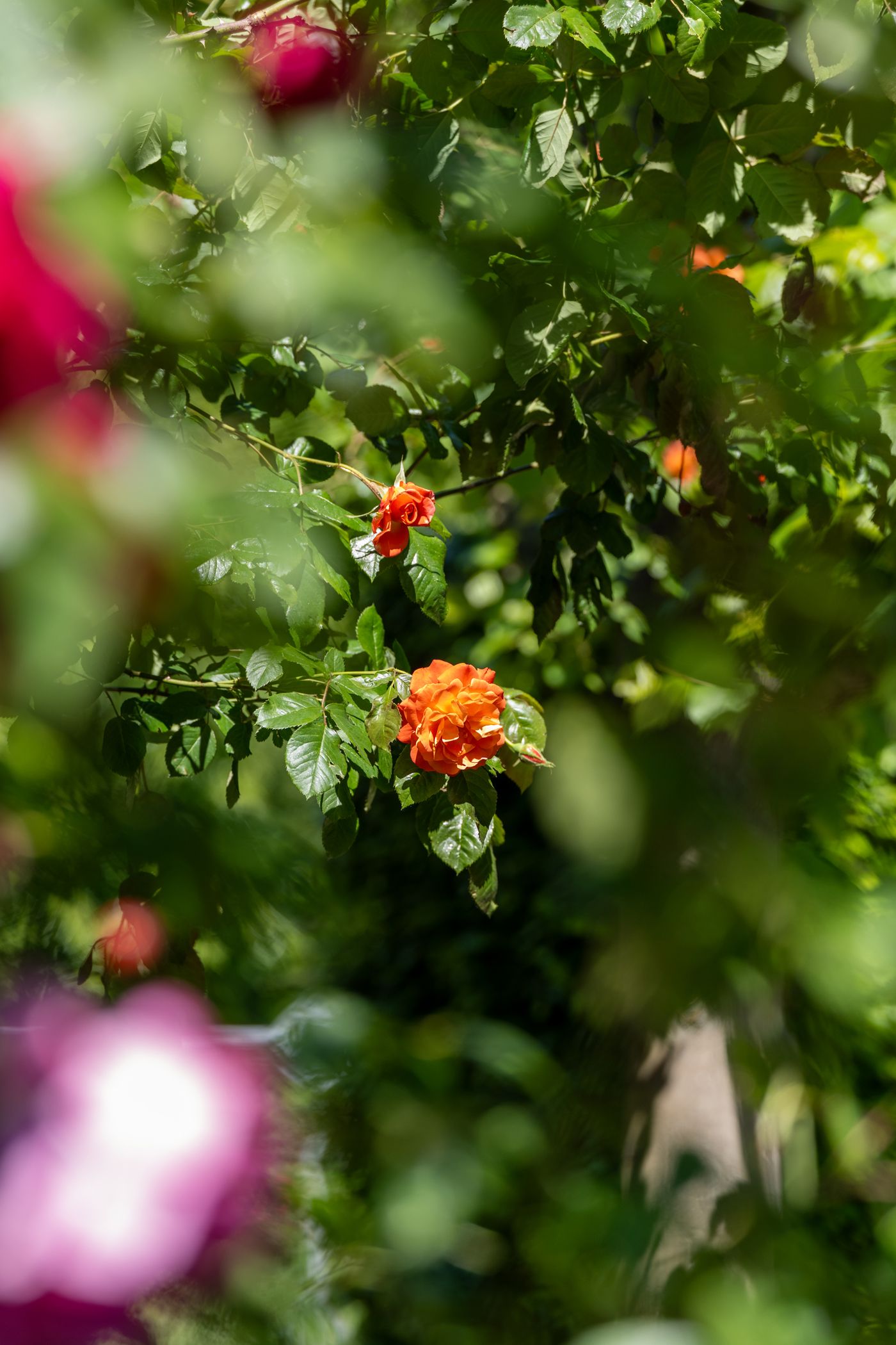 Foto 64 van Capelseweg 496