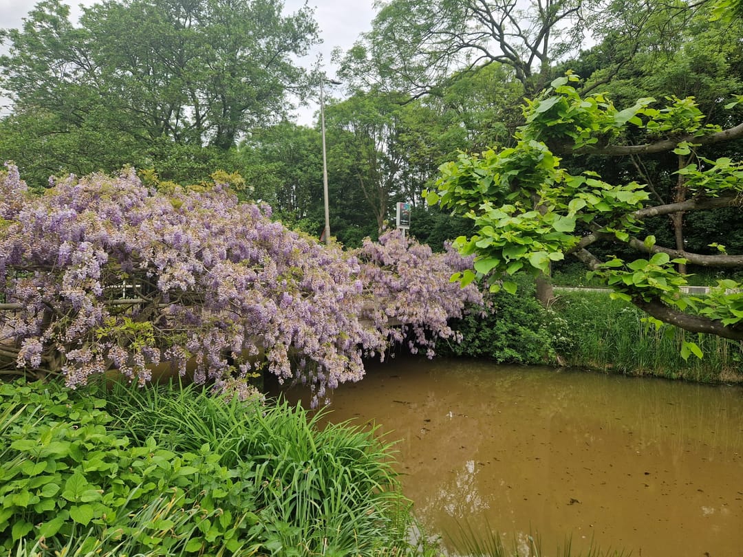 Foto 67 van Capelseweg 496