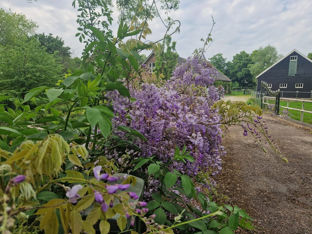 Foto 77 van Capelseweg 496