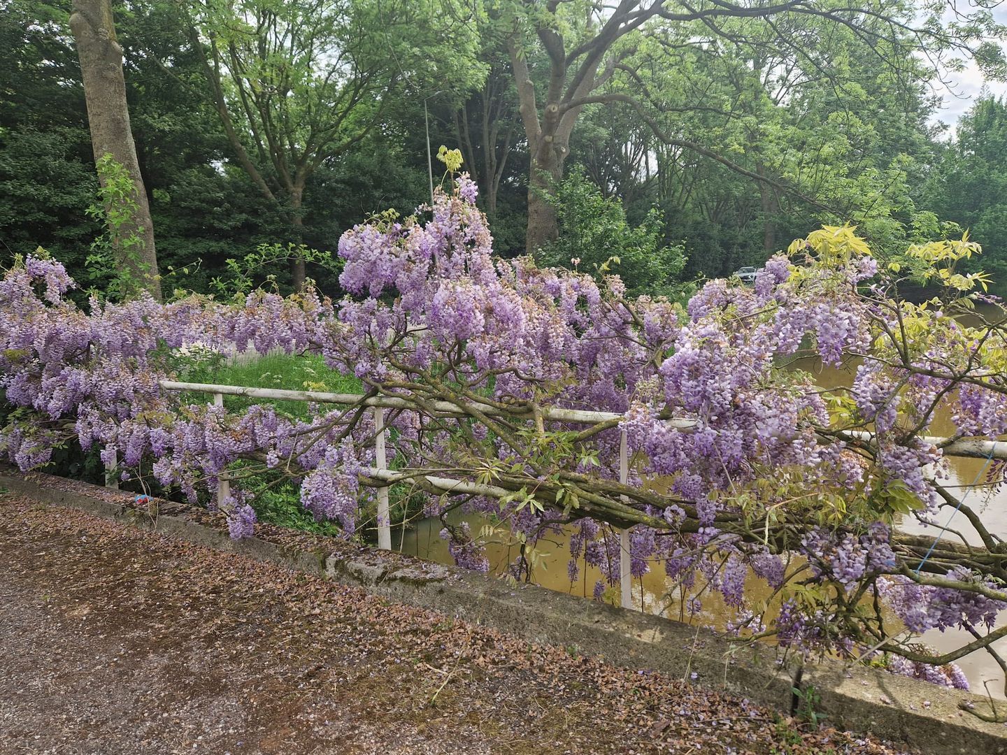 Foto 79 van Capelseweg 496