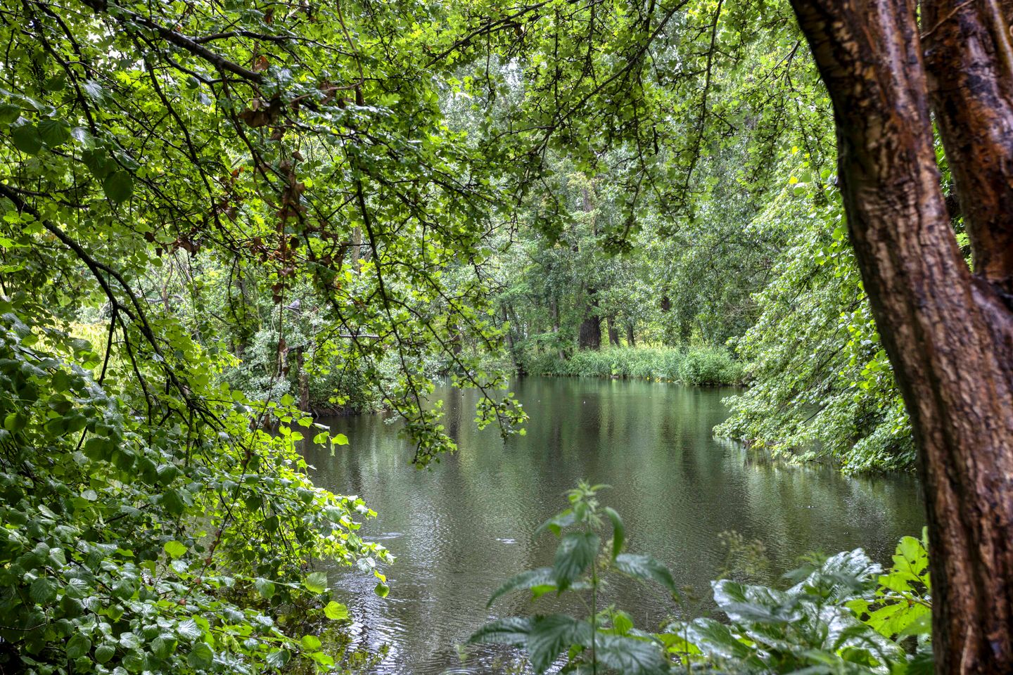 Foto 35 van Lodewijk van Deyssellaan 15