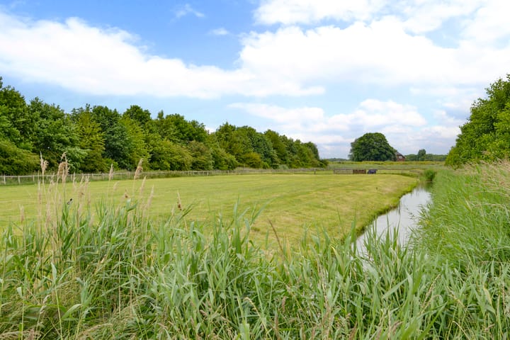 Foto 2 van Korenbloem 50