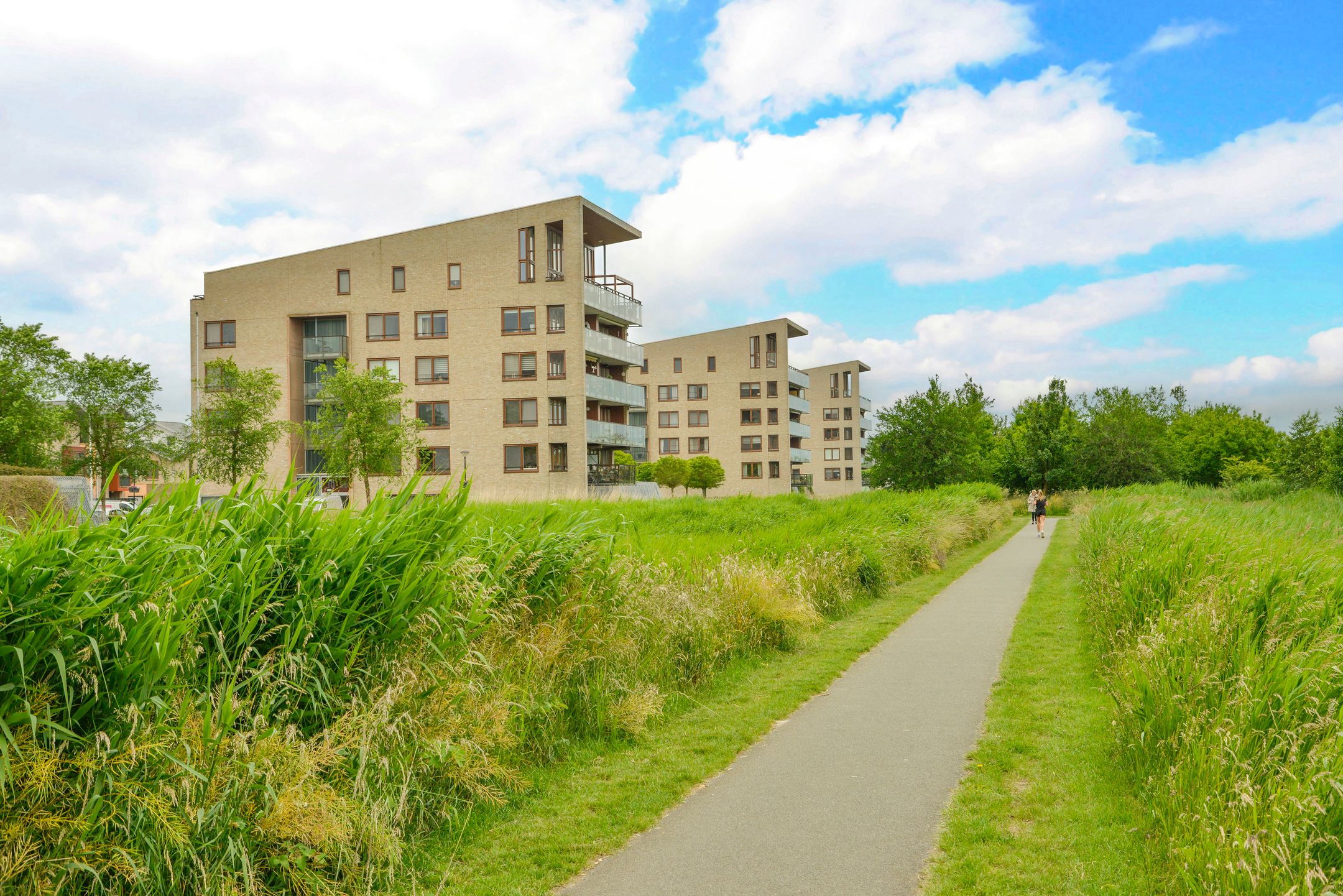 Foto 3 van Korenbloem 50