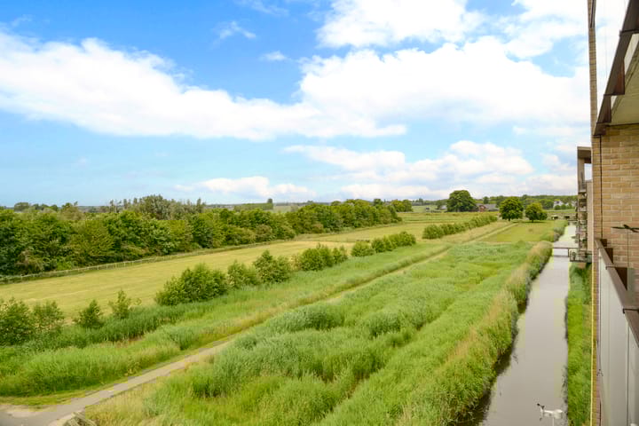 Photo 15 of Korenbloem 50