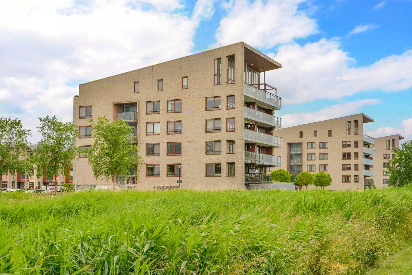 Foto 25 van Korenbloem 50