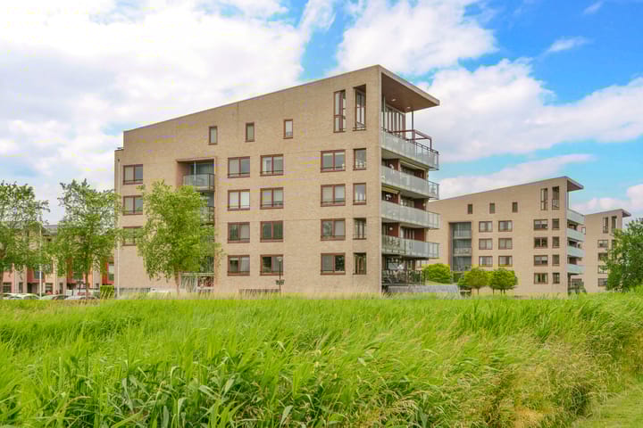 Photo 25 of Korenbloem 50