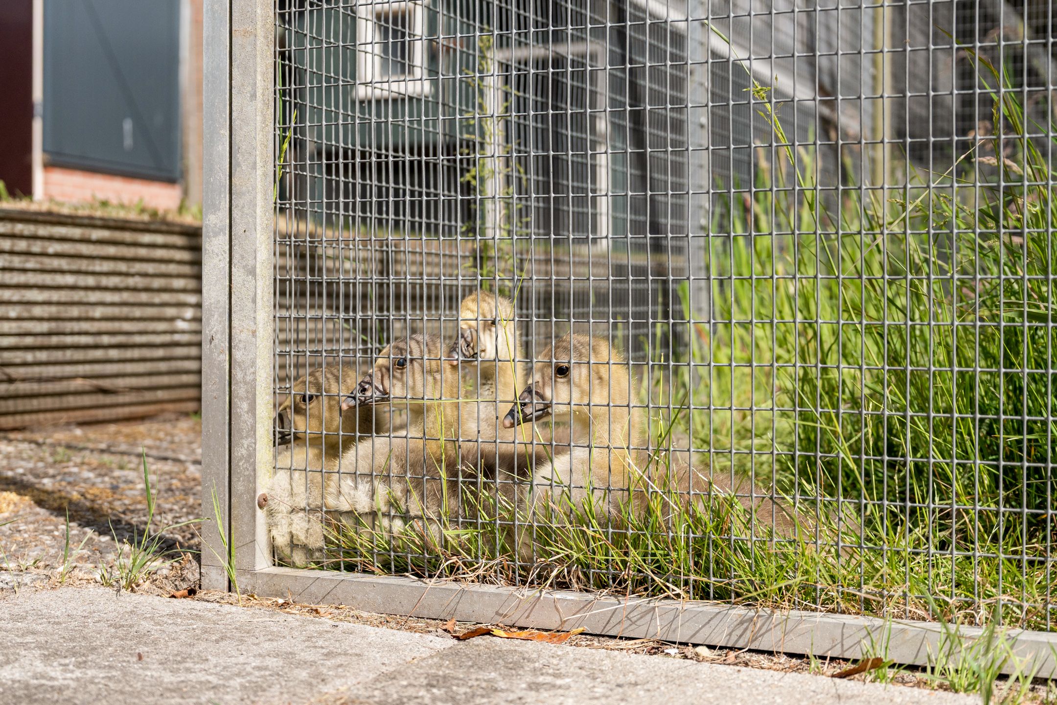 Foto 42 van Nieuw-Amsterdamseweg 20