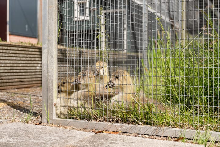 Foto 42 van Nieuw-Amsterdamseweg 20