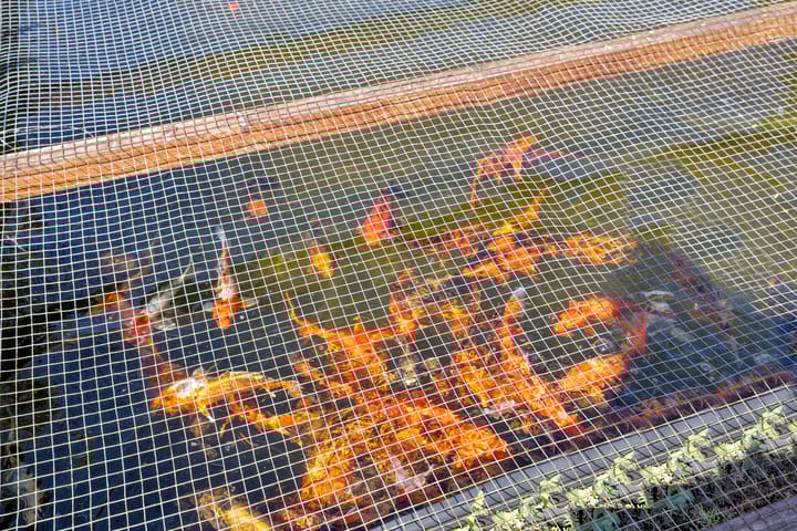 Foto 49 van Reine Claude 15