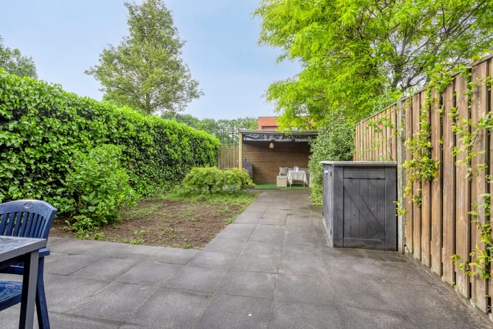 Photo 17 of Bladwesp 8