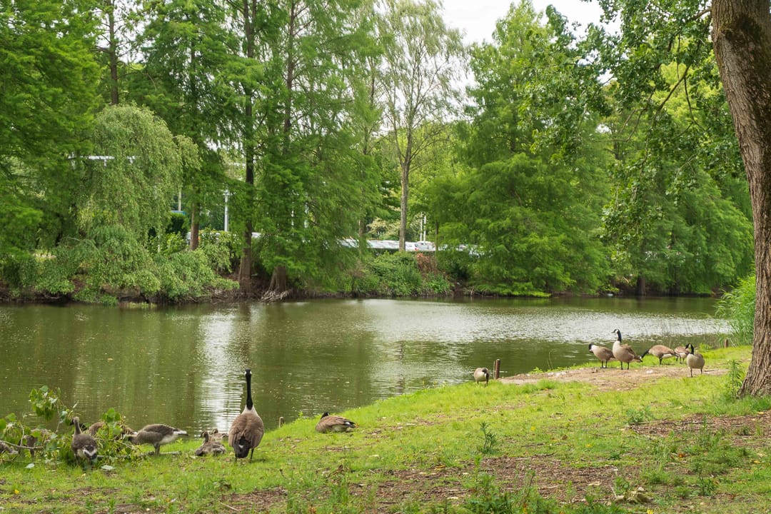 Foto 41 van De Savornin Lohmanstraat 13