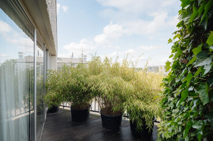 Foto 29 van Gouden Leeuw 448