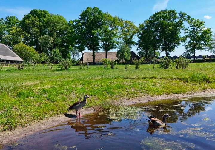 Foto 6 van Holleneind