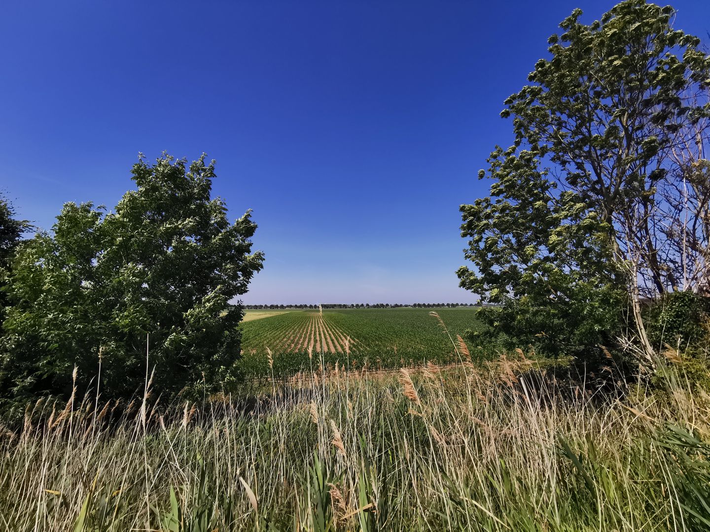 Foto 5 van Langstraat 58-A