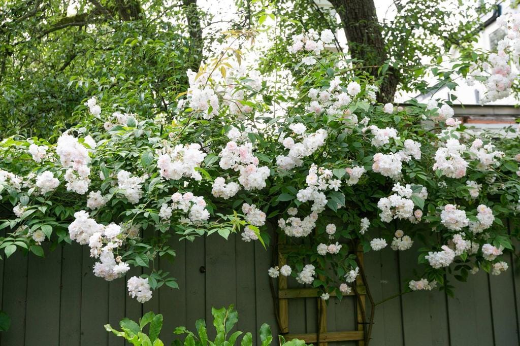 Foto 56 van Koningin Emmakade 63