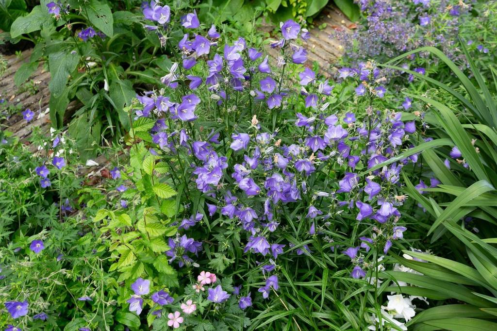 Foto 57 van Koningin Emmakade 63