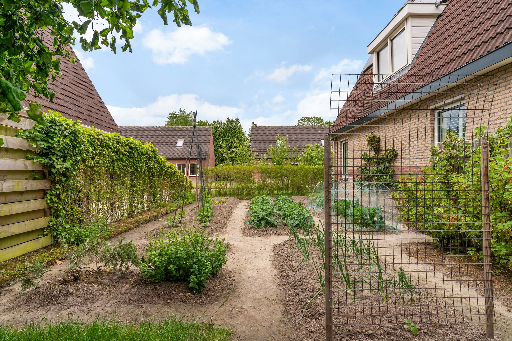 Photo 60 of Hoatse de Jongstrjitte 10