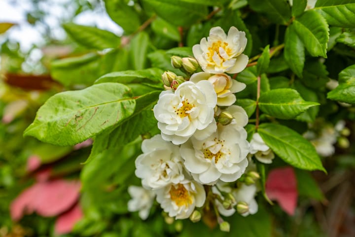 Foto 44 van P.J. Noël Bakerstraat 21