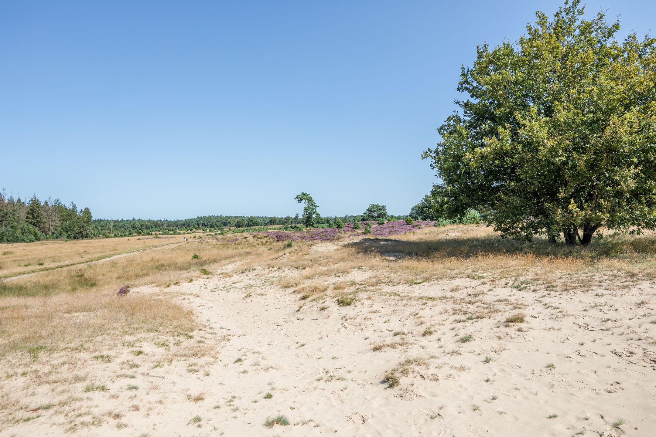 Foto 36 van Boijlerweg 175