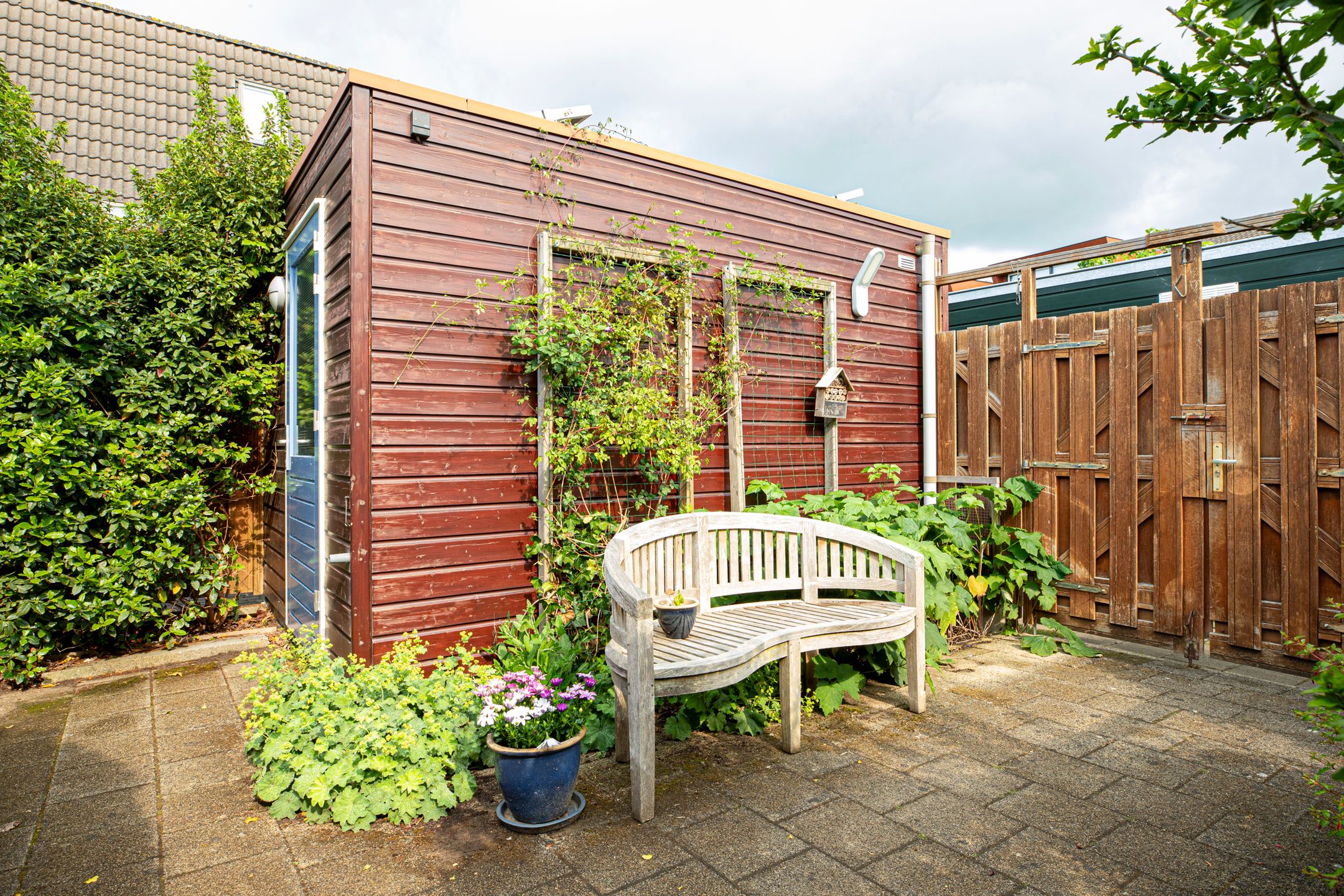 Foto 27 van Muurkruid 1