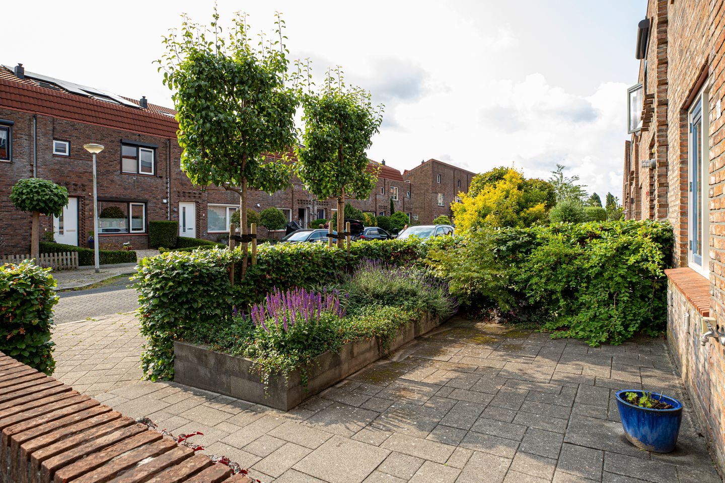 Foto 29 van Muurkruid 1