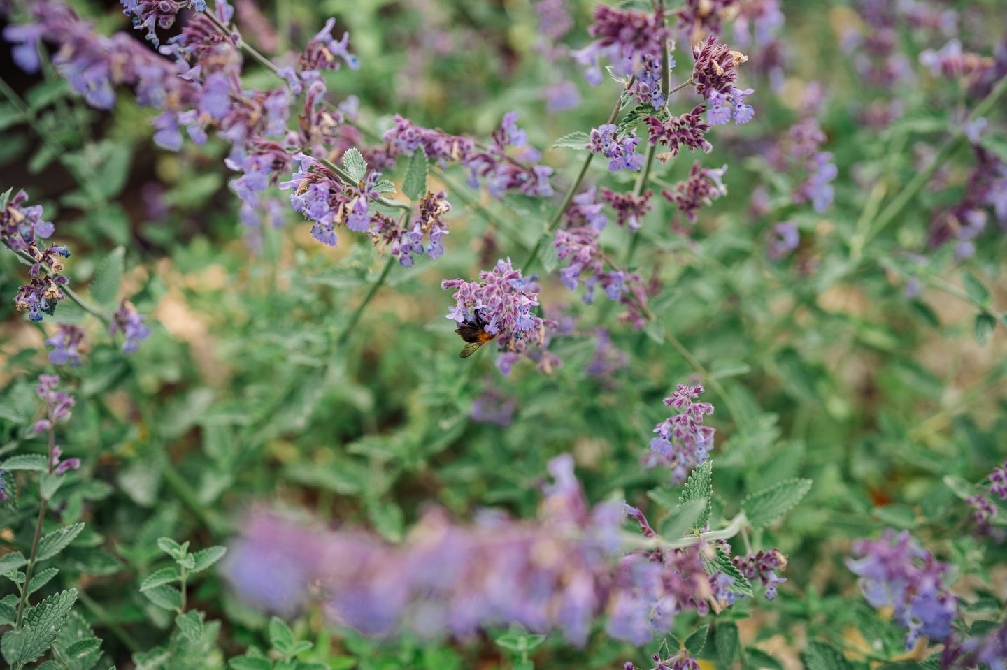 Foto 79 van Mijnsherenweg 2