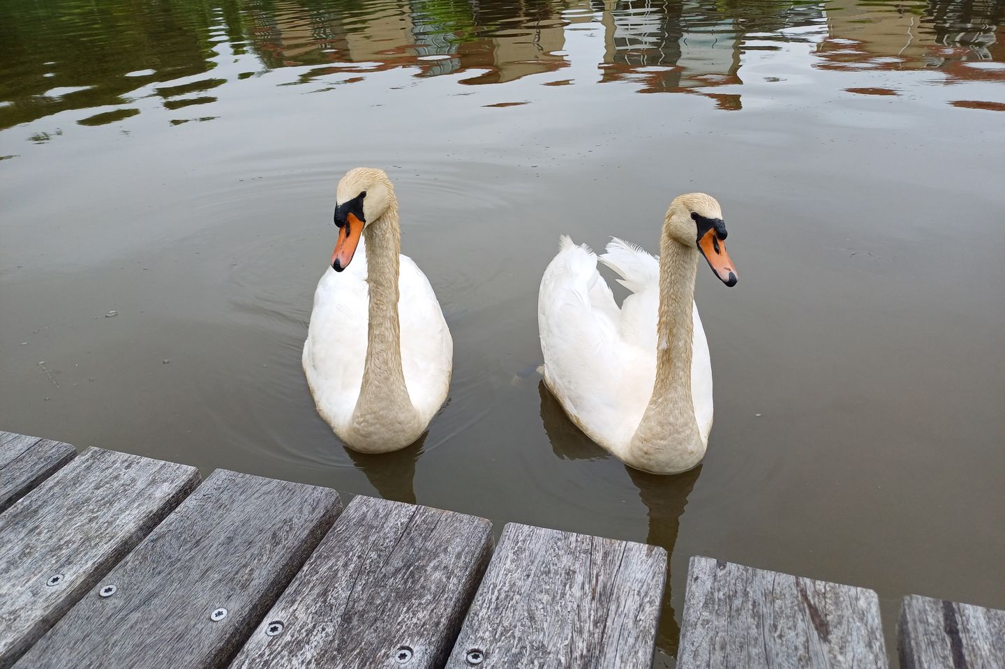 Foto 49 van Zwarthalszwaan 7