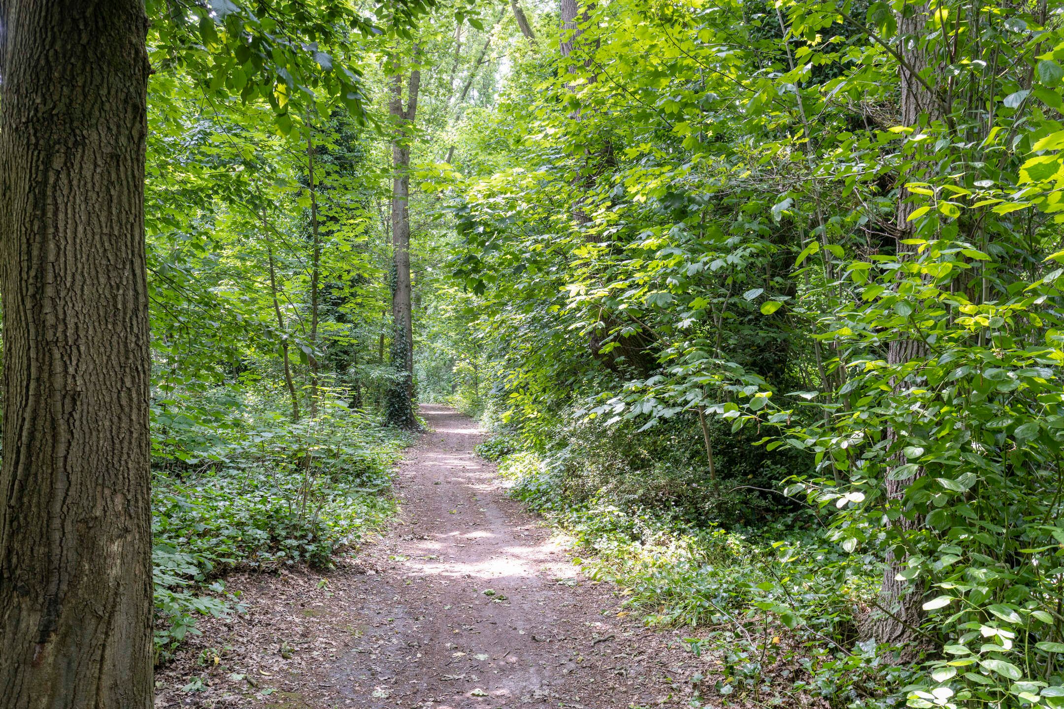 Photo 36 of St Plechelmuspad 3