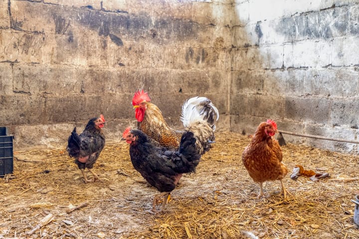 Foto 44 van Aan de Heibloem 10