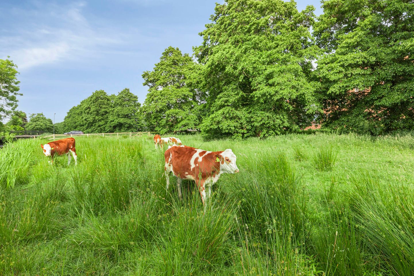 Photo 29 of Nabucco 36