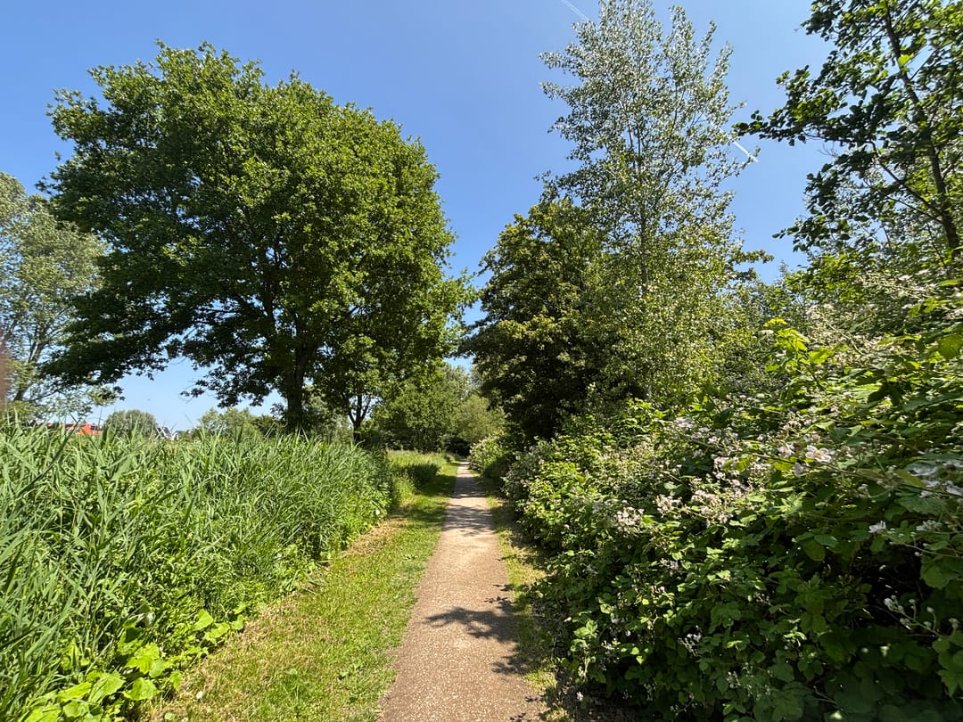 Foto 23 van Blauwe Zegge 22