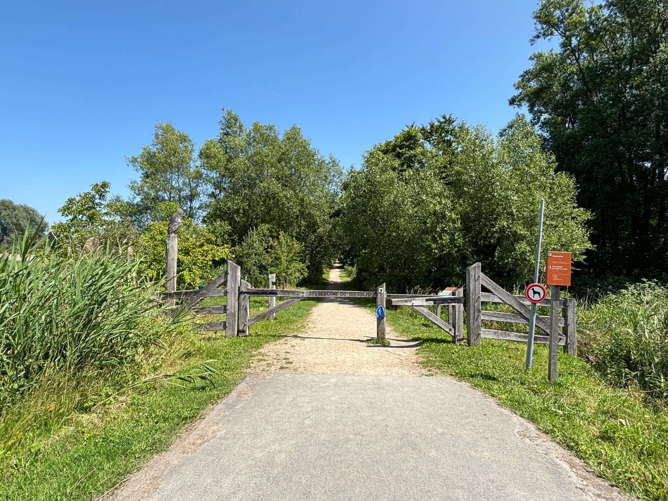 Foto 24 van Blauwe Zegge 22