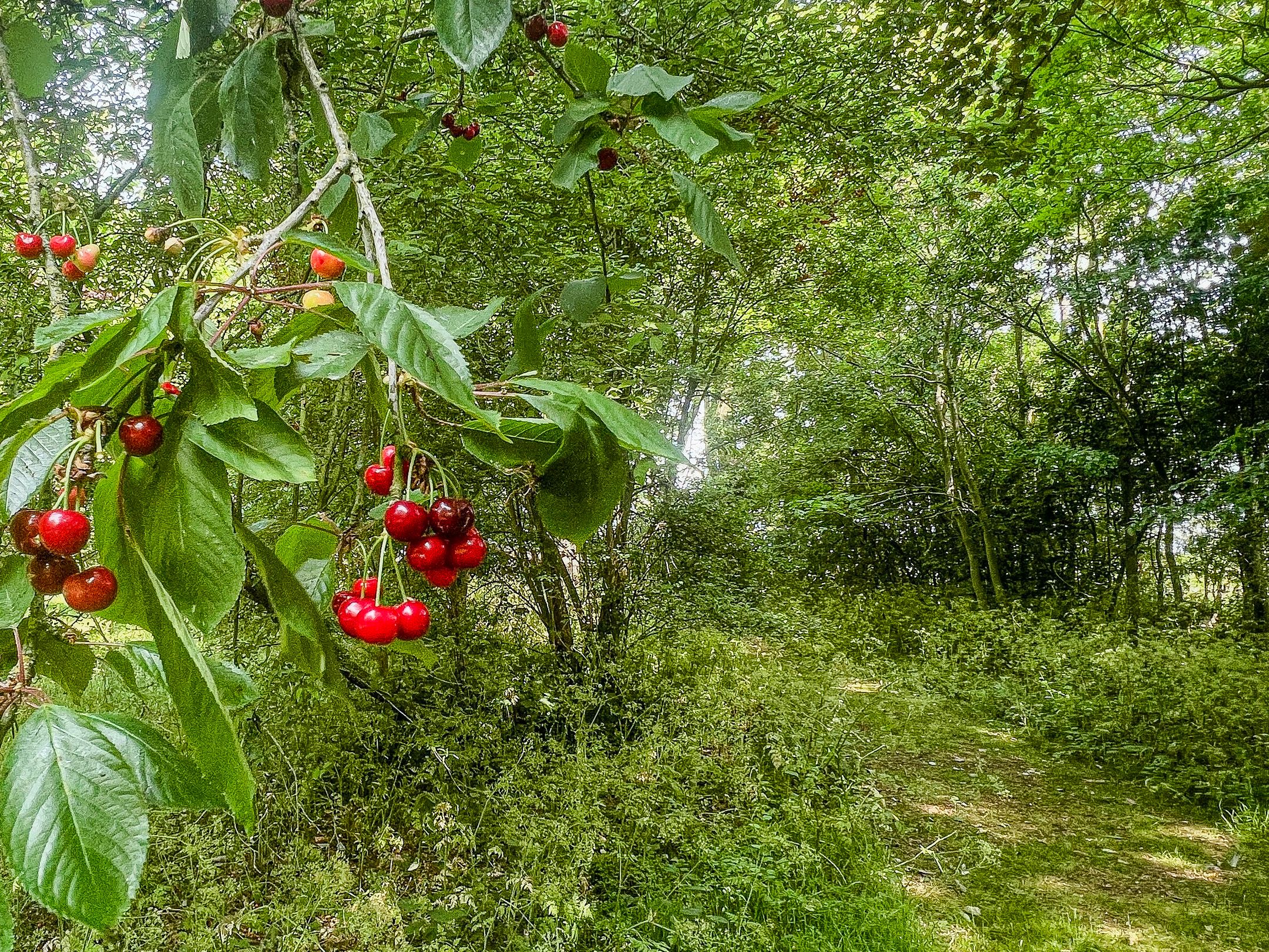 Photo 42 of Zuidweg 11