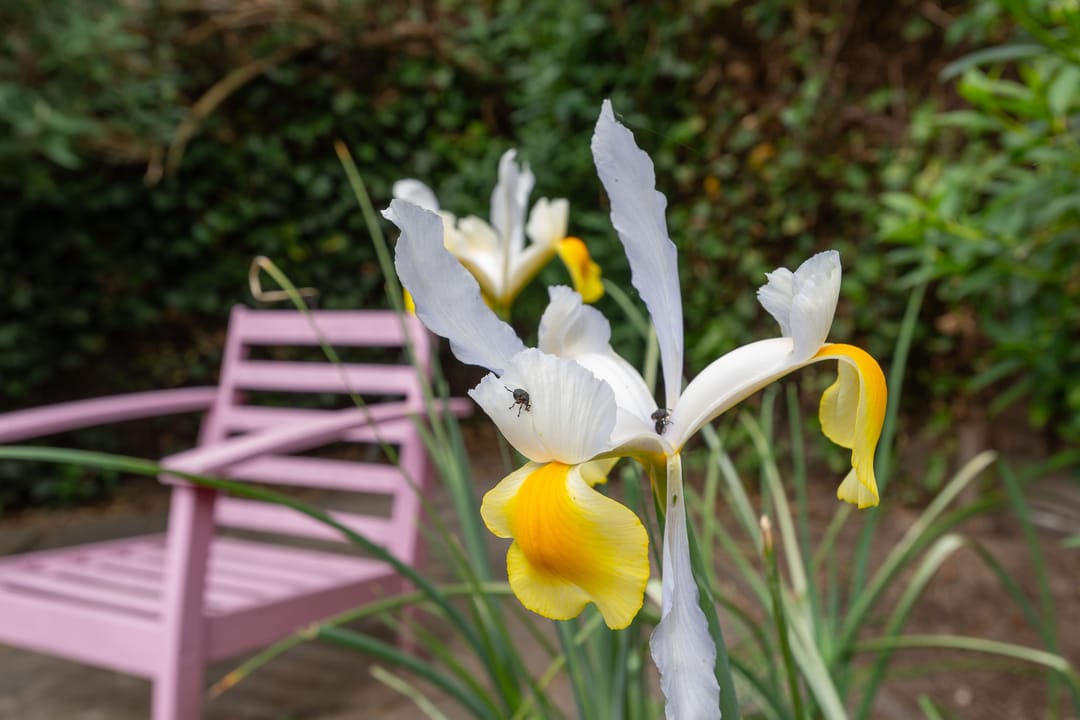 Foto 47 van Dorpsstraat 172