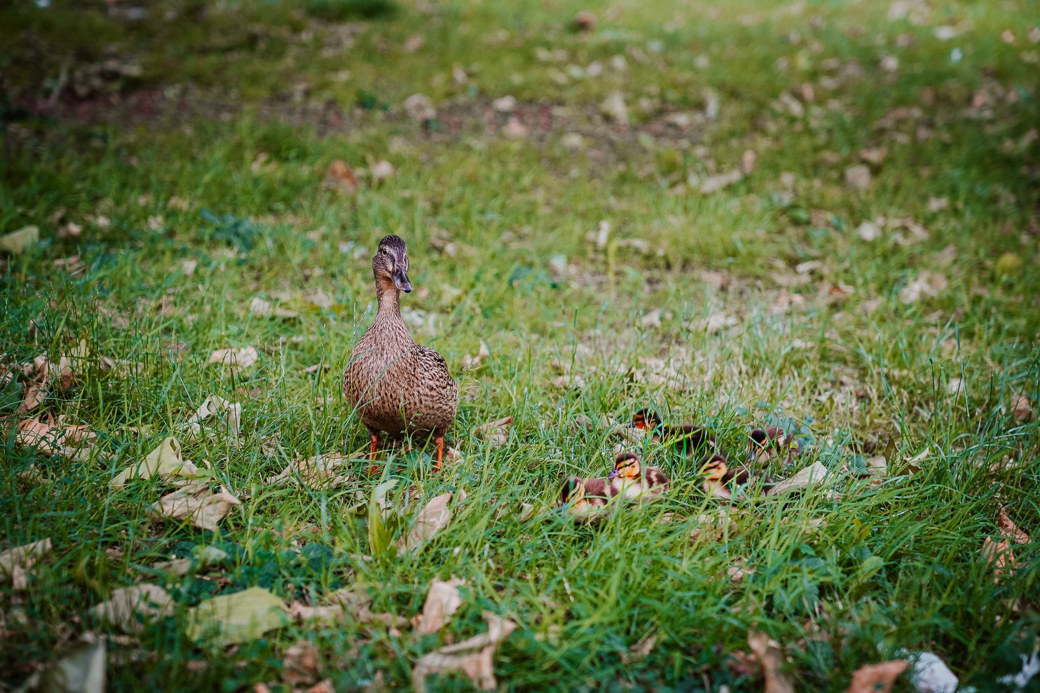 Foto 27 van Bankstede 59