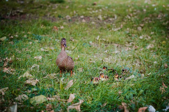 Foto 27 van Bankstede 59